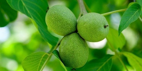 Ima li koristi u vrtu ili povrtnjaku od zelenog otpada od oraha